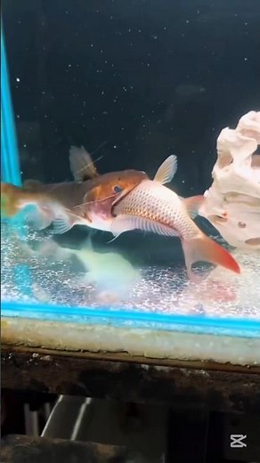 Big Fish Eats Small Fish 😱 Nature Is Brutal#shortvideo #onthisday #FishFight#NatureIsBrut#Underwater