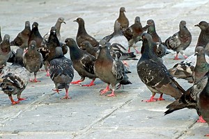 Criptococose (doença do pombo): o que é, sintomas e tratamento