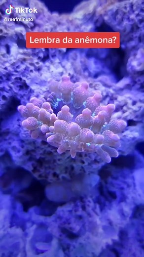 ReefMinuto Aquarismo no TikTok