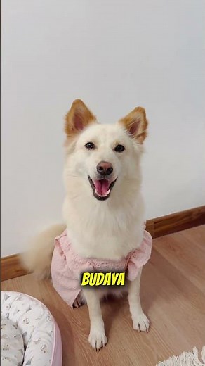 Kintamani: Indonesia's Native Dog Breed Recognized Internationally! #animalfacts #florafauna