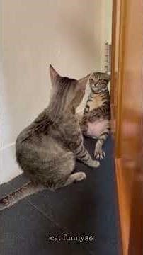 First Time Mom Cat – Cute & Funny Moments! 🥰🤣😾