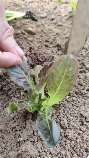 Transplanting of stem lettuce seedlings