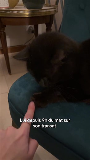 Pitié quelle grâce ce Philou #trend #pourtoii #2026 #humour