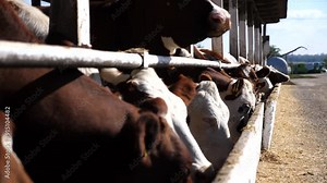 Long row of cattle chewing fodder at milk factory. Well-groomed cows eating hay on dairy farm. Herd of kines feeding by dry grass at cowshed. Concept of agriculture industry and animal husbandry