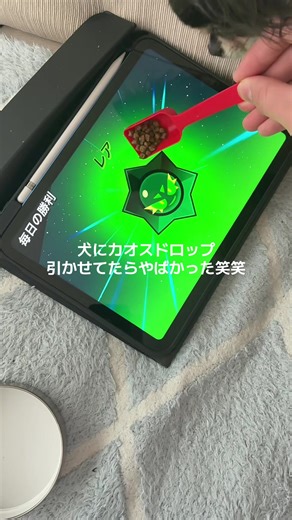 犬と一緒にブロスタを楽しもう！