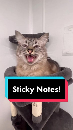 Cattery Sticky Notes for Cats! 🎉