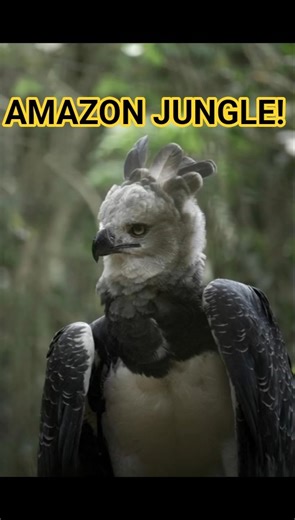Amazon Wildlife Close-Up! 🐒🦜