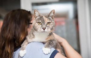 Help for a declawed cat