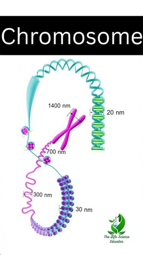 Chromosome: Pronunciation & Meaning in 30 Seconds 🧬 #chromosome #pronunciation #meaning