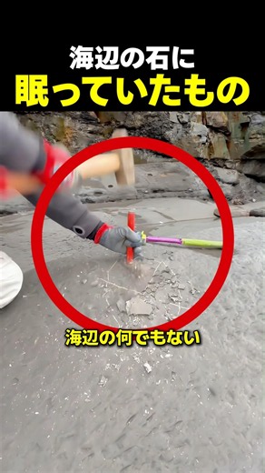 海辺の何でもない石から化石が現れる理由