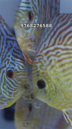BEST OF PATTERNS #exoticaquariumfish #discusfish #aquarium
