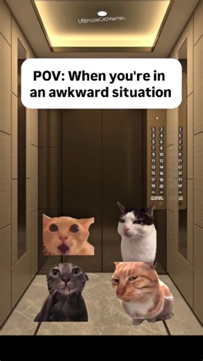 Ultimate Cat Memes on Instagram: "You're in an awkward situation😂💀 Cat Memes🐱 Follow @ultimatecatmemes_ for more❤ . . #catmemes #relatable #funny #shorts #reels #cat #cats #catsagram #foryoupage #foryou #explore #explorepage #funnymemes #memes #instagrammemes #funnyvideos #funnycats #fyp #relationship #relatablememes #storytime #reelsvideo #reelsinstagram #trendingreels #contentcreator #usa #losangeles #newyork #viral #comedy"