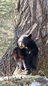 This little black bear yearling cub just climbed down from its tree den—100 feet up!—to grab some snow for a quick snack on some snow. With temps warming up, mama bear and her cub are venturing out more each day. Nature at its finest. #jcsolbergphotography #winterwonderland #alaskaphotography #naturelove #explorealaska #naturelovers #Alaska #alaskalife #CanonR7 #shotoncanon #wildlifephotography #wildlifephotographer #alaskaphotography #alaskaphotographer #blackbear #blackbearcub #bearcub #bears 