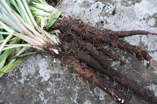 What is black salsify and how do I use it?