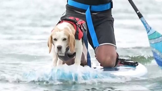 Dogs ride the waves with their owners at the 2021 U.K. Dog Surfing Championships