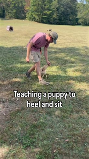 180K views · 1.5K reactions | Watch as we teach a puppy to Heel and Sit. | Sporting Life Kennels | Facebook