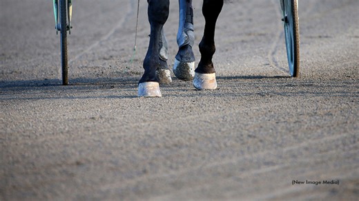 Diagnosing Equine Lameness