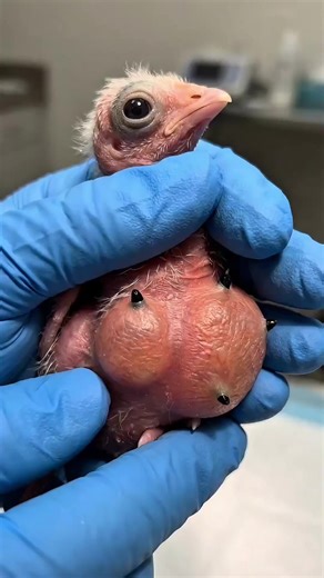 Dr.Moro: A Careful Moment of Animal Help 🐣✨ Tiny newborn bird is being carefully examined and helped by a professional. Gentle handling, close attention, and a calm environment show a moment of care and support for a small life 🌿 Everything is done safely, with focus on helping and recovery 🤍 #animals #helpinganimals #vet #newborn #doctormoro