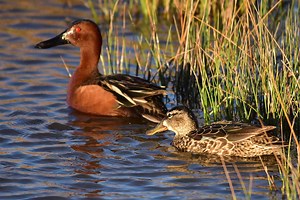 Cinnamon Teal: The Early Season Waterfowling Favorite