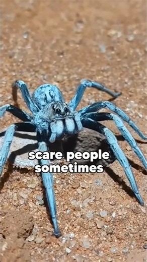 The Huntsman Spider Like You’ve NEVER Seen It 🕷️😱 #animalfacts #wildlife