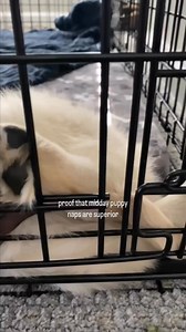 What do you think he’s dreaming about? 💤 | Louie the Cream