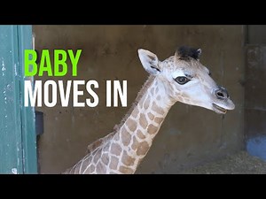 Giraffe Calf Arrives At Adelaide Zoo