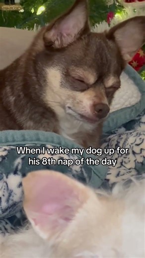 So dramatic 😂 #dogsoftiktok #doggo #dogs #dogdog #dogtok