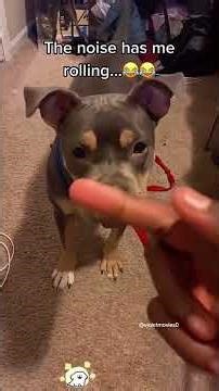 When you purposely make your dog mad foryou dogsoftiktok fyp dog