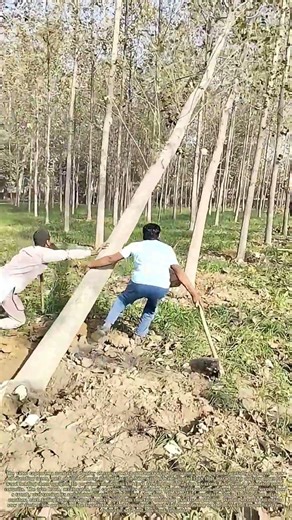 Domino Downfall: How One Tree’s Fall Fells a Forest Line