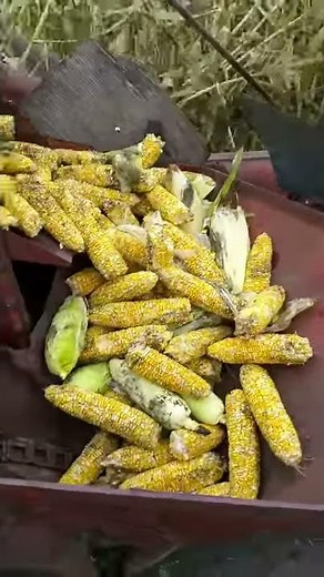 The corn picker works!! First time its picked corn in 35 years