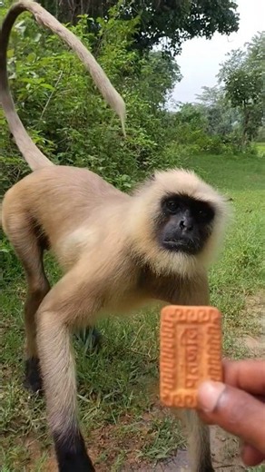 Jungle Me Hanuman Langur Ko Biscuit Khilate Hue | Cute Monkey Viral Video 🐒❤️