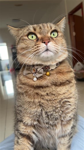 Mi 🐾#kitties #cats