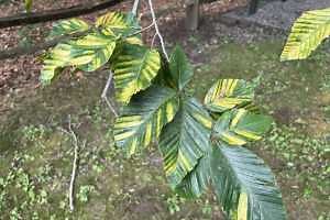 Beech leaf disease: A new risk to Michigan beech trees