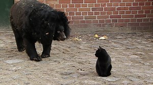 This house cat and bear is a BEARIFIED dynamic duo! #UnlikelyAnimalFriends | National Geographic Animals