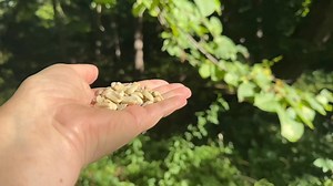 A Tufted Titmouse and a Black-capped Chickadee visit the Hand of Snacks for peanuts. | Jocelyn Anderson Photography