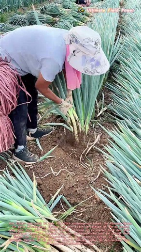 🧅 Ein kräftiger Ruck für die weiße Stange: Wie die Lauch-Ernte die Aromen freilegt