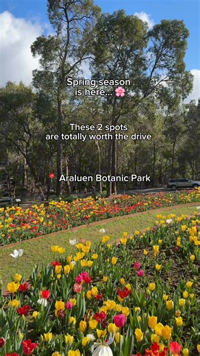 Ready for a spring road trip?🌻 From the tulips of Araluen to the canola fields of the Perth Hills, there's a colourful adventure waiting! See it for yourself this spring 🌼 | Destination Perth