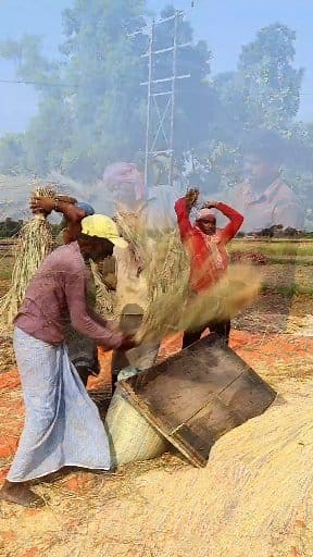 Paddy Thresher vs Traditional Threshing of Paddy: Hi Friends, In this reel you can see that the farmers were busy threshing paddy by paddle thresher and by traditional method by beating. Now-a-days, most of the farmers thresh paddy either by powered paddy thresher or by manual paddy thresher. If paddy is harvested through paddy harvester, then threshing is done automatically, but it needs drying before storing. But in this reel we tried to show you how paddy is threshed traditionally. They beat 