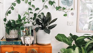 What Is Foliage? With The Clearest Explanation