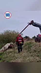 This farmer is pulling his stranded cow out of a river using his tractor! 🐄 | Daily Mail Try Not To Cry