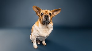 Meet Instagram-famous rescue dog, Peanut, during upcoming fundraiser