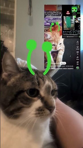 alien kitty