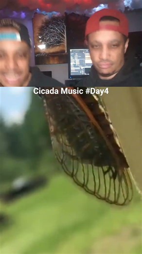 Day 4 of Making Beats with Cicadas #cicadabeats #makingbeats #dailychallenge #cicada #bugjam