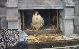 嗓子卡猪毛的lucky回家等龙妹约会，没得到礼物的龙妹扒窝啃墙继续淋雨 240401