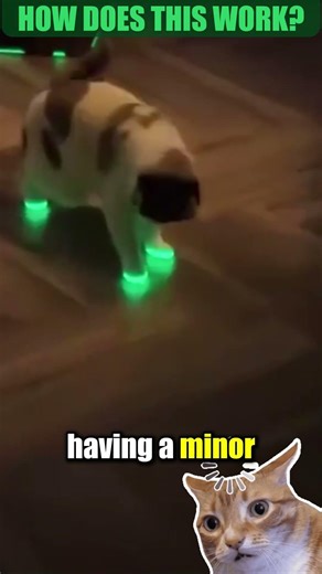 This Cat Encounters Lasers Projection For The First Time 🐈