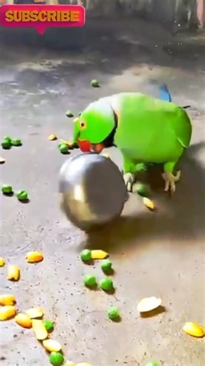 Angry Parrot Refuses to Eat | Funny Parrot Moments You Must See! 🦜😂 #amazinbirdw