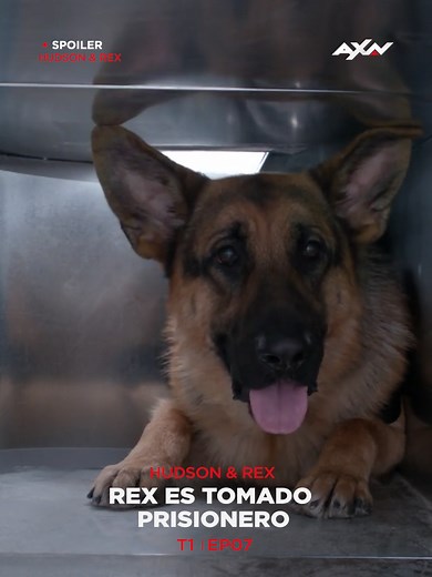 Rex en peligro: El plan revelado en Hudson & Rex