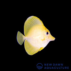 Yellow Tang | New Dawn Aquaculture