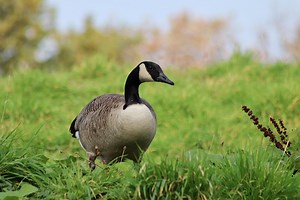 How to correctly harass (and get rid of) Canada Geese