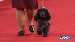 17K views · 118 reactions | The softly contoured head, with its dark, melting eyes that convey an alert and dignified expression, is framed by lush, close-lying ears. Meet the English Cocker Spaniel! | AKCtv | Facebook
